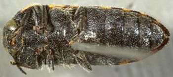 Media type: image;   Entomology 8030 Aspect: habitus ventral view